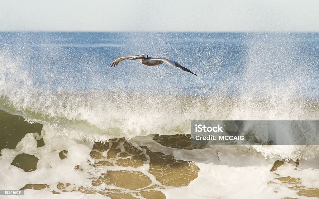 Pelicano de surfe - Foto de stock de Laguna Beach - Condado de Orange royalty-free