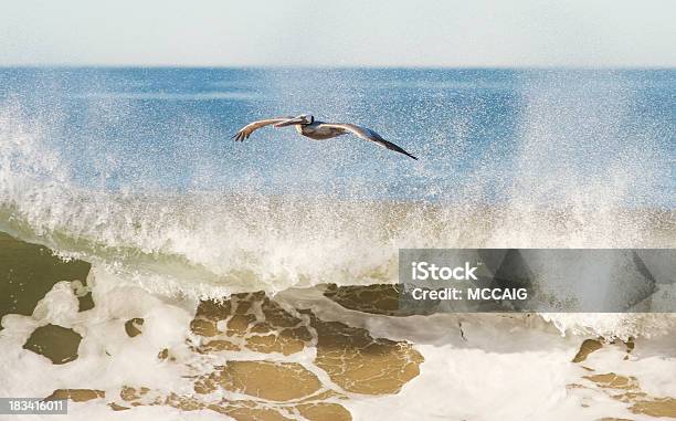 Foto de Pelicano De Surfe e mais fotos de stock de Laguna Beach - Condado de Orange - Laguna Beach - Condado de Orange, Onda, Pelicano