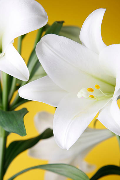 istock Easter Lily Plant on Yellow Background 183416112