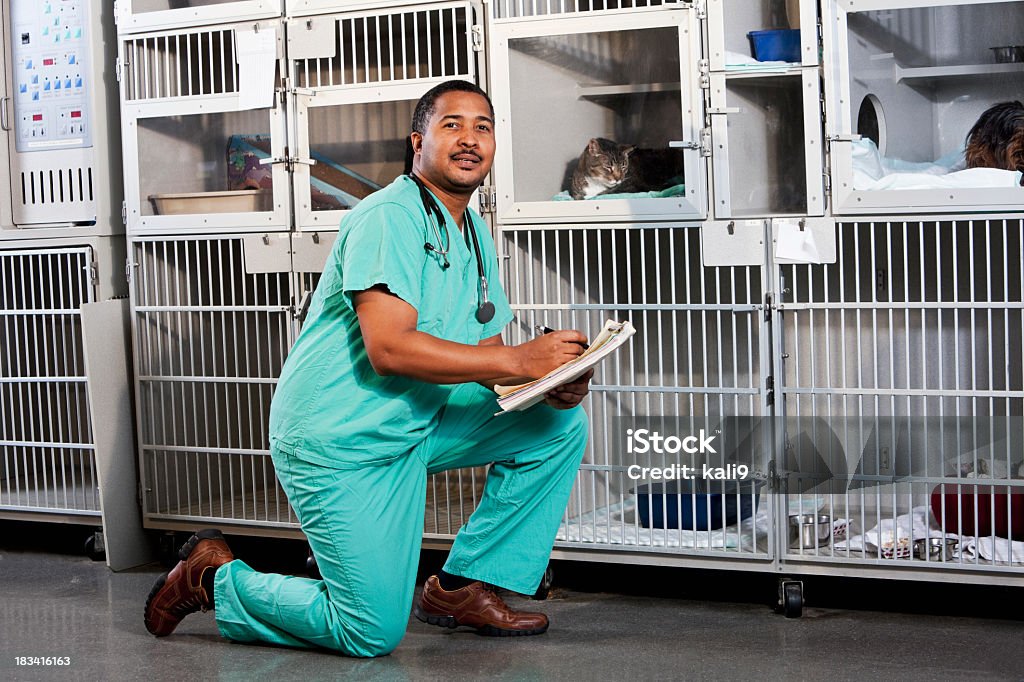Worker in animal clinic Vet or technician, 30s, working in animal clinic or shelter Veterinarian Stock Photo