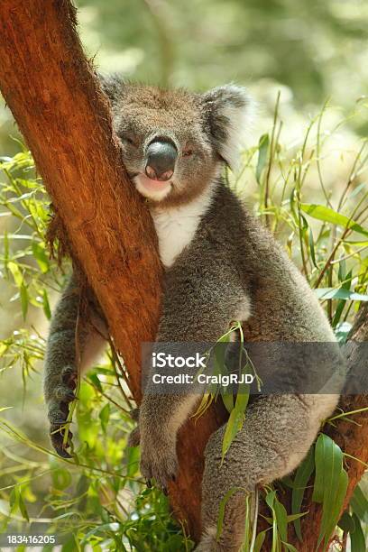 Koala - zdjęcia stockowe i więcej obrazów Koala - Koala, Australia, Bez ludzi