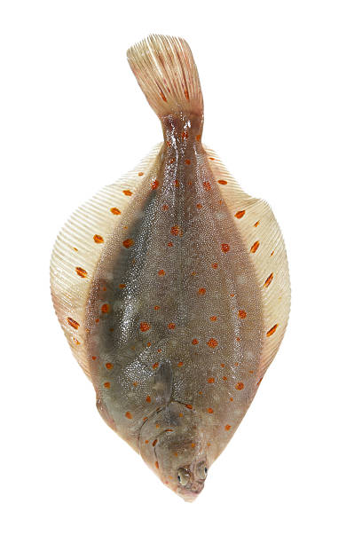 scholle - scholle stock-fotos und bilder