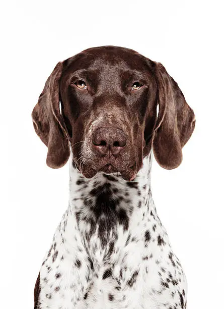 Photo of Dog Portrait - German short-haired pointer