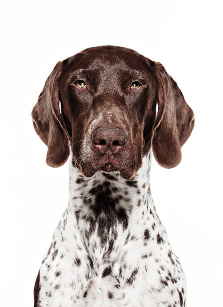 dog portrait - german short-haired pointer - alman kısa tüylü pointeri stok fotoğraflar ve resimler