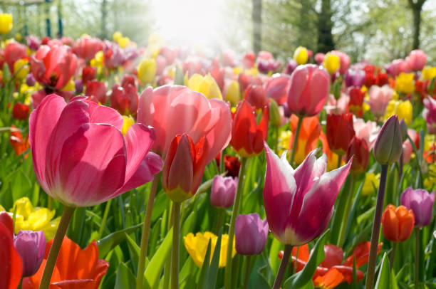 Ground level view of multicolored tulips stock photo