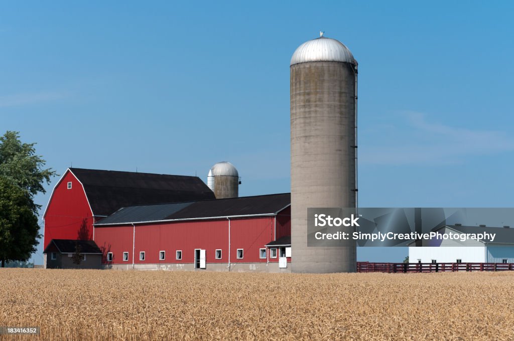 Campo di grano rosso Barns - Foto stock royalty-free di Agricoltura