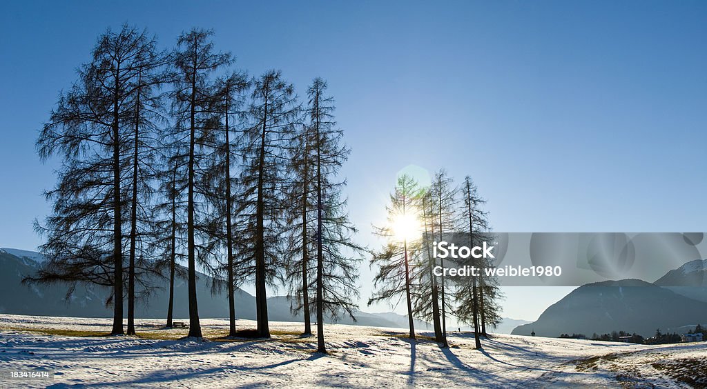 Einige Lärche in der warmen violet "winter sun" - Lizenzfrei Abenddämmerung Stock-Foto