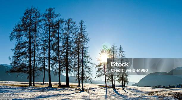 Einige Lärche In Der Warmen Violet Winter Sun Stockfoto und mehr Bilder von Abenddämmerung - Abenddämmerung, Abgeschiedenheit, Abgestorbene Pflanze