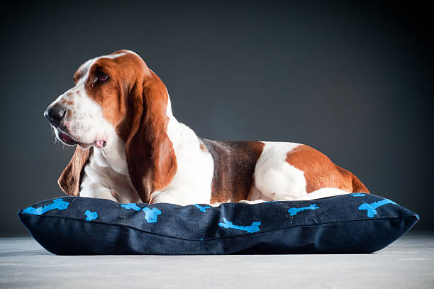 Basset hound liegen auf Kissen – Foto