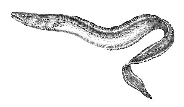 19th century engraving of a conger eel "Photographed from a book titled the 'National Encyclopedia', published in London in 1881. Copyright has expired on this artwork. Digitally restored." saltwater eel stock illustrations