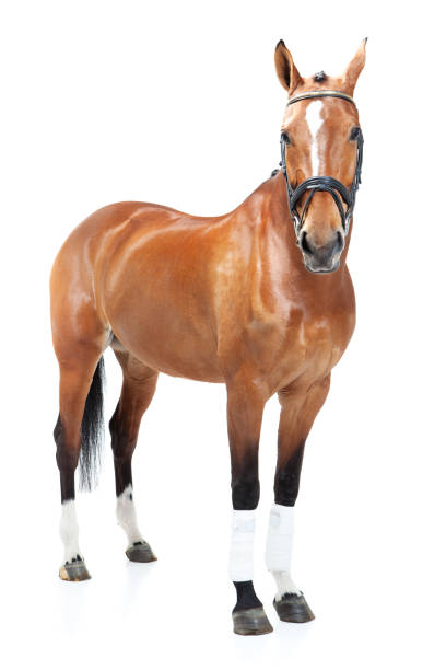 studio shoot of horse