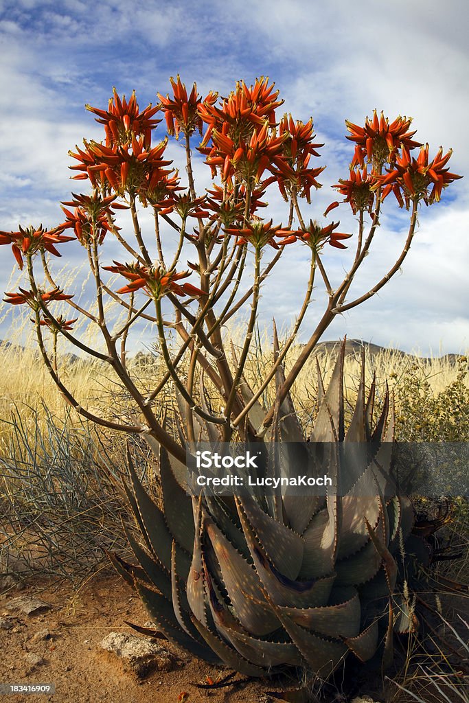 Afrikanische aloe - Lizenzfrei Afrika Stock-Foto