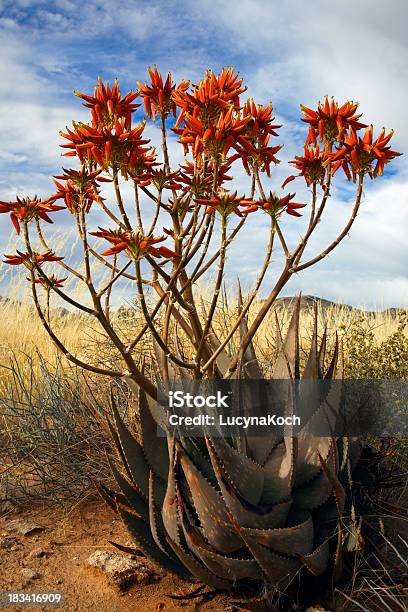 Afrikanische Aloe Stockfoto und mehr Bilder von Afrika - Afrika, Afrikanische Aloe, Aloe