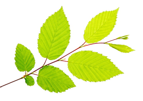 Branch with bright green leaves on white background.