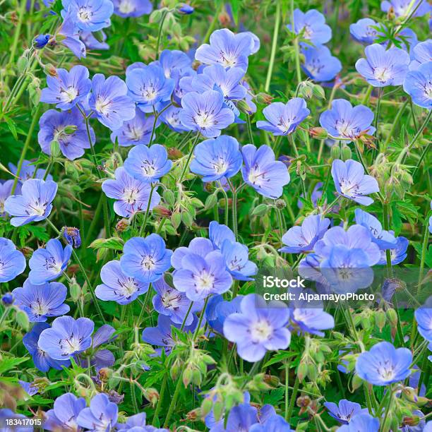 Foto de Hardy Gerânio Cachoiv e mais fotos de stock de Azul - Azul, Beleza natural - Natureza, Botânica - Assunto