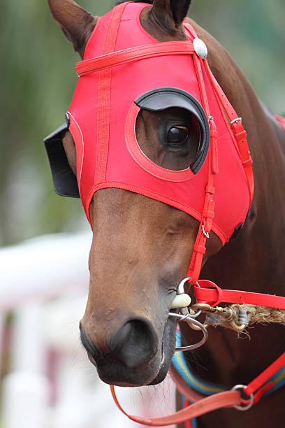 istock Horse head with Red Blinders 183417080