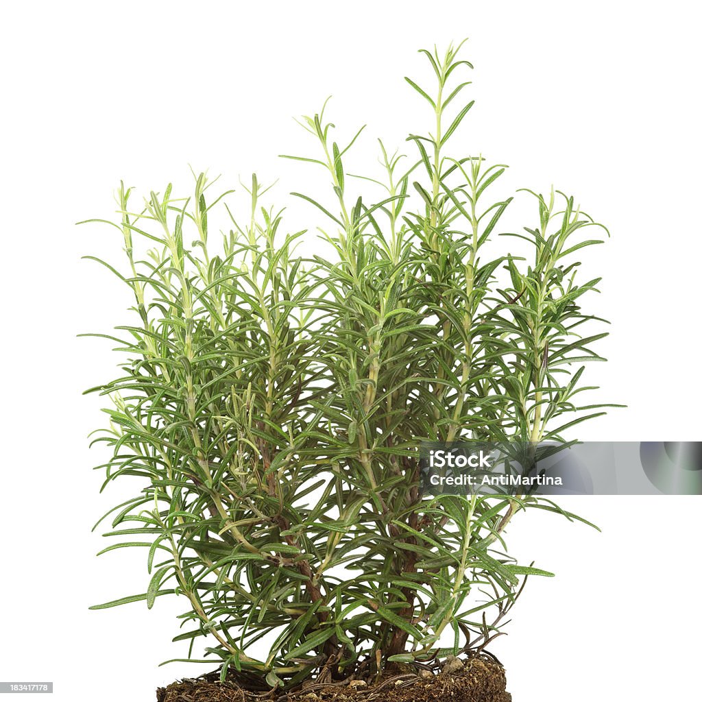 rosemary (rosmarinus officinalis) Aislado en blanco - Foto de stock de Arbusto libre de derechos