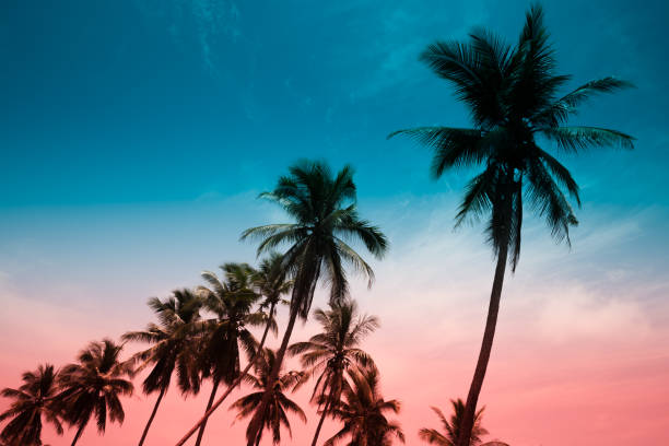 istock Coconut palm trees sunny day from bottom view in colorful tone. 1834172240