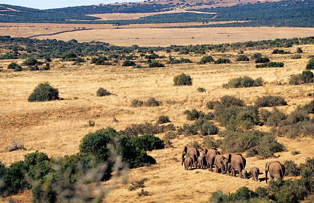 republika południowej afryki, prowincji eastern cape, afrykańskie słonie. - addo south africa southern africa africa zdjęcia i obrazy z banku zdjęć