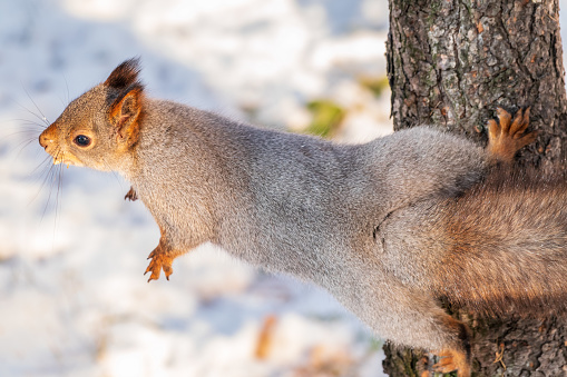 The squirrel sits on a branches without leaves in the winter or autumn. Eurasian red squirrel, Sciurus vulgaris