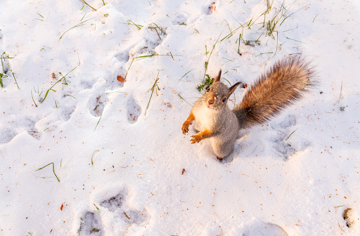 The squirrel funny standing on its hind legs on the white snow. Eurasian red squirrel, Sciurus vulgaris