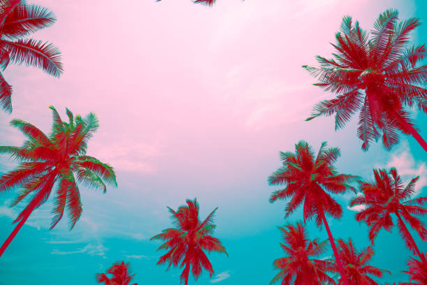 istock Coconut palm trees with sky background copy space. 1834176891