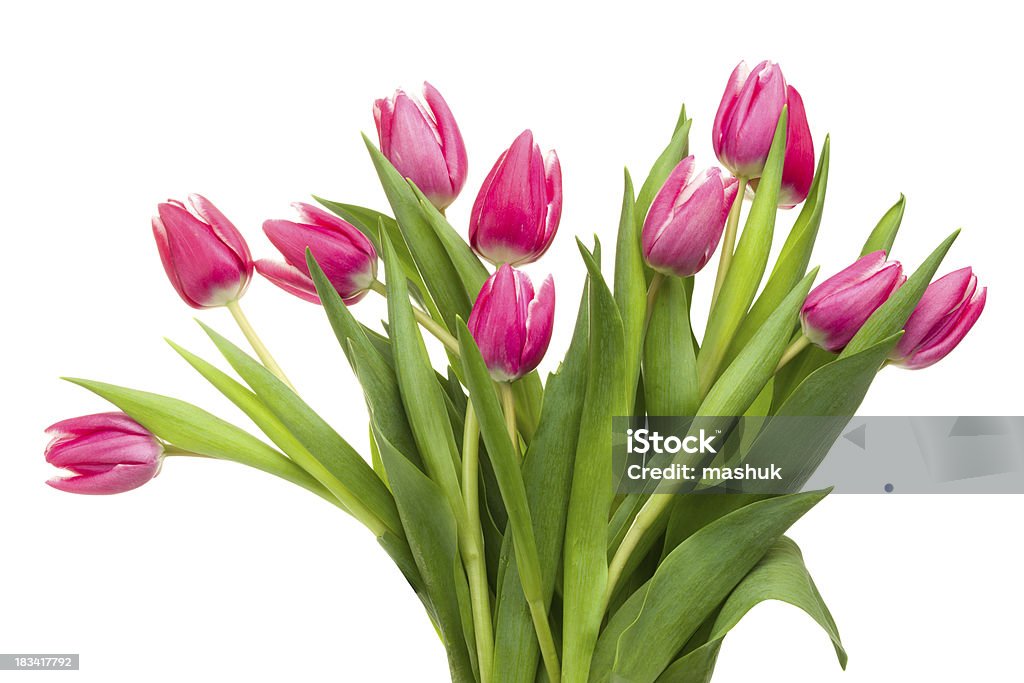 Tulipes - Photo de Beauté libre de droits