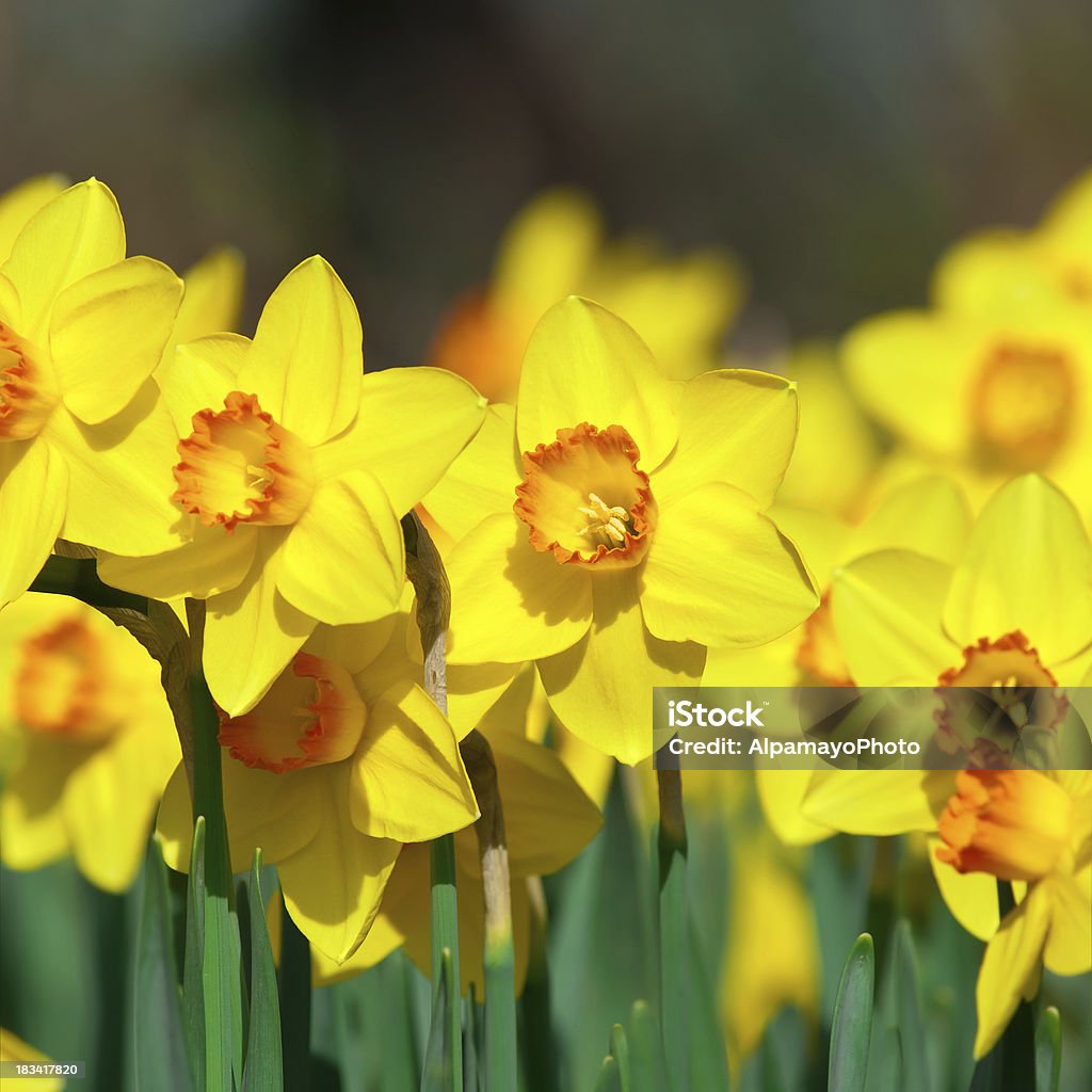 Cacho de narcisos, Papyraceus'Orangery'cultivar-III - Foto de stock de Amarelo royalty-free