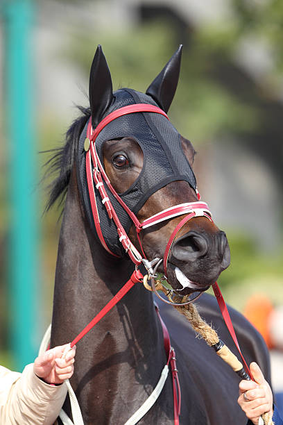 istock Horse head with Ear Plugs 183418118