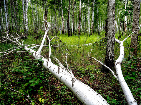 the trunk of a fallen old ruined tree in the forest among the green grass in summer