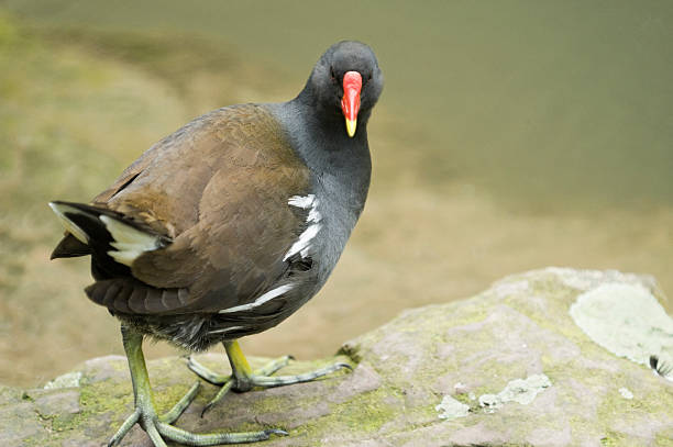 common moorhen [ Gallinula chloropus ]