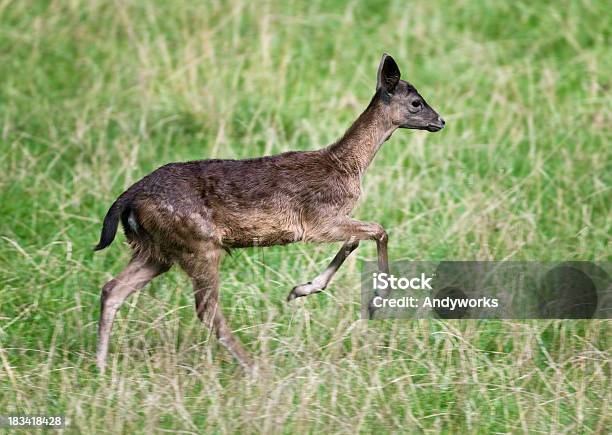 Springen Junge Damhirsch Dama Berechnet Stockfoto und mehr Bilder von Bewegung - Bewegung, Bewegungsunschärfe, Damhirsch