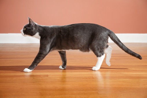 Young gray cat with white feet, and face, walking to left on a wood floor. Four paws are visible. Side view. aRGB profile.