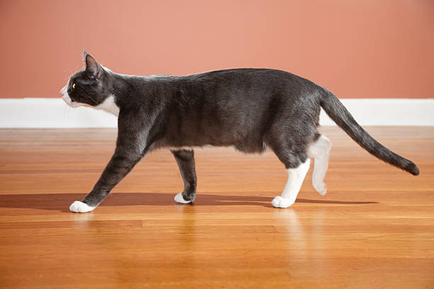 Cat Walking On A Wood Floor stock photo