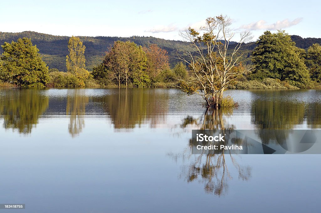 Mit Unterbrechungen Planina Lake Slowenien - Lizenzfrei Baum Stock-Foto