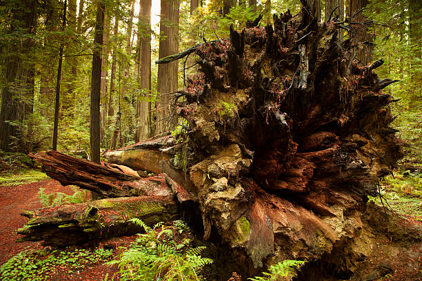 arbre couché sur le sol - lumber industry timber tree redwood photos et images de collection