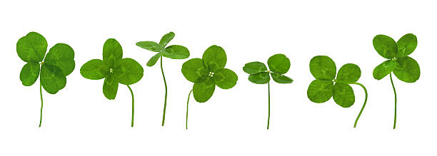 lucky clovers. - four leaf clover fotos - fotografias e filmes do acervo