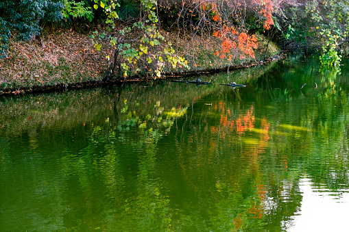 View of pond and colorful foliage of autumn season with Mallard Duck.