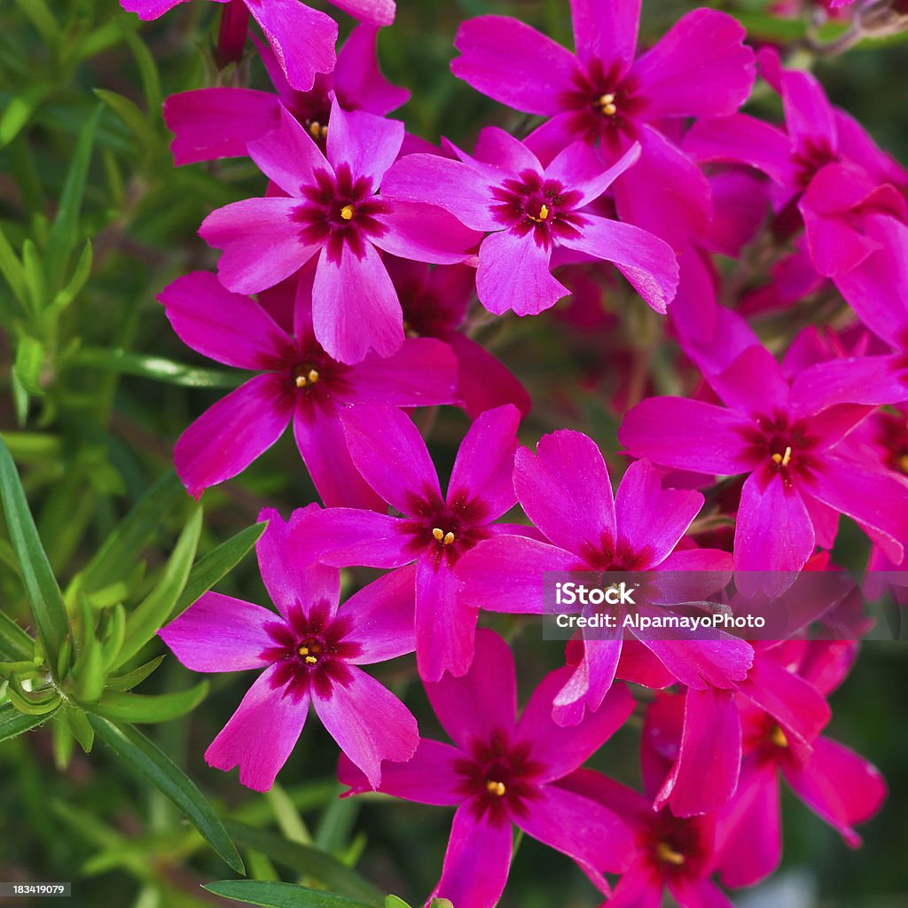 Rosa Moss Phlox (Phlox subulata)-IV - Foto de stock de Aire libre libre de derechos