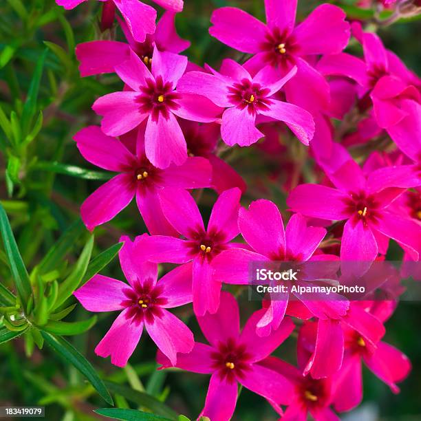 Phlox Rosa Incorniciano Iv - Fotografie stock e altre immagini di Aiuola - Aiuola, Ambientazione esterna, Bellezza naturale