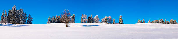 xxl formazioni nevose perenni panorama con alberi - oak tree treelined tree single object foto e immagini stock