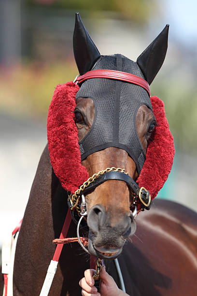 istock Horse head with Ear Plugs and Side Winkers 183419233