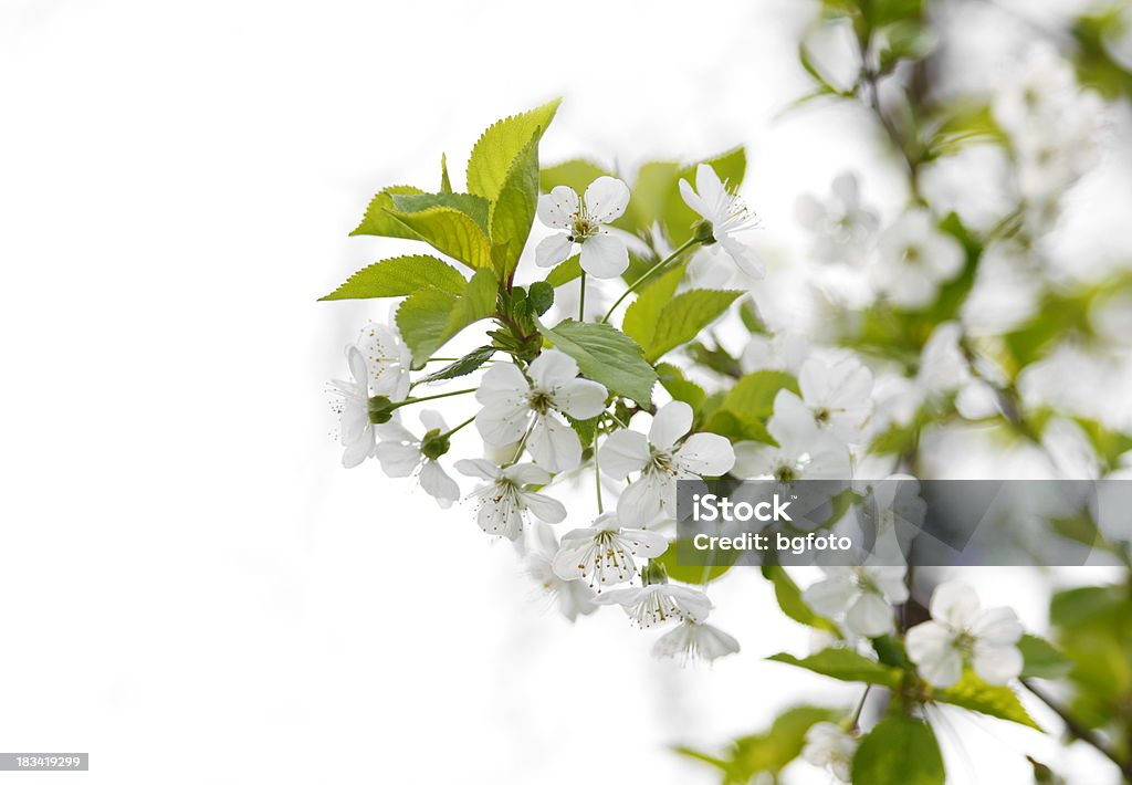 Fleur de cerisier - Photo de Arbre libre de droits