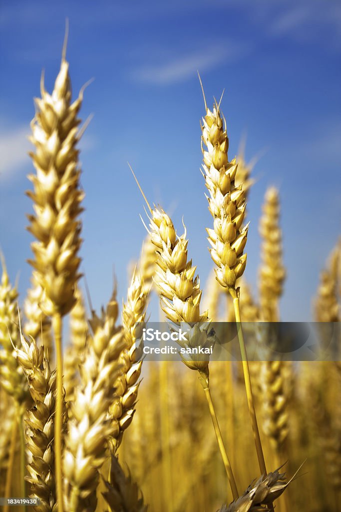 Trigo dourado sob o céu azul - Royalty-free Agricultura Foto de stock