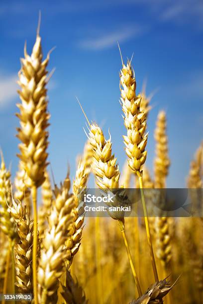 Trigo Dourado Sob O Céu Azul - Fotografias de stock e mais imagens de Agricultura - Agricultura, Ajardinado, Amarelo