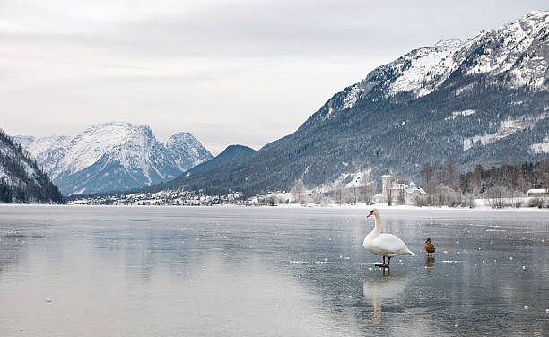 Swan on a frozen Lake, Beautiful Winter Alps Panorama "Swan on the frozen Lake Grundlsee, Beautiful Winter Alps Panorama (XXXL). Nikon D3X. Converted from RAW." saarstein stock pictures, royalty-free photos & images