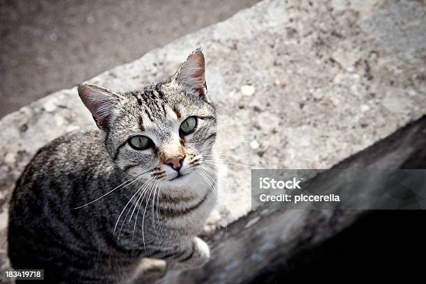 Alley Katze Sitzt Auf Dem Boden Stockfoto und mehr Bilder von Abgeschiedenheit - Abgeschiedenheit, Blick in die Kamera, Braun