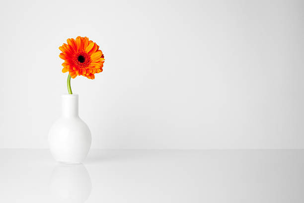 Gerbera flower in white vase Minimalistic still life of an orange gerbera. white gerbera daisy stock pictures, royalty-free photos & images