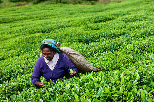 istock Tamil tea pickers collecting leaves, Sri Lanka 183419758