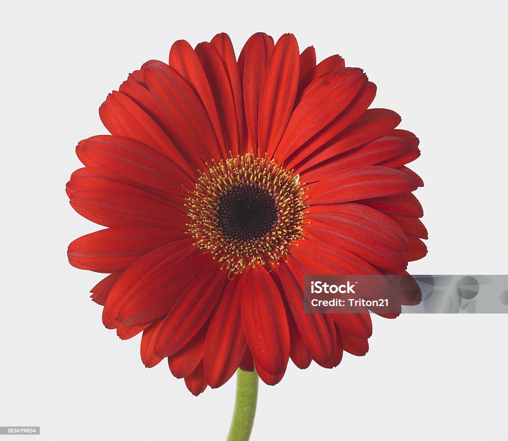 Gerber Daisy-rosso - Foto stock royalty-free di Composizione orizzontale